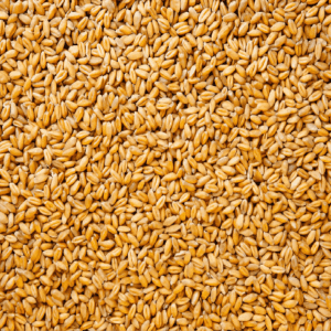 Wheat